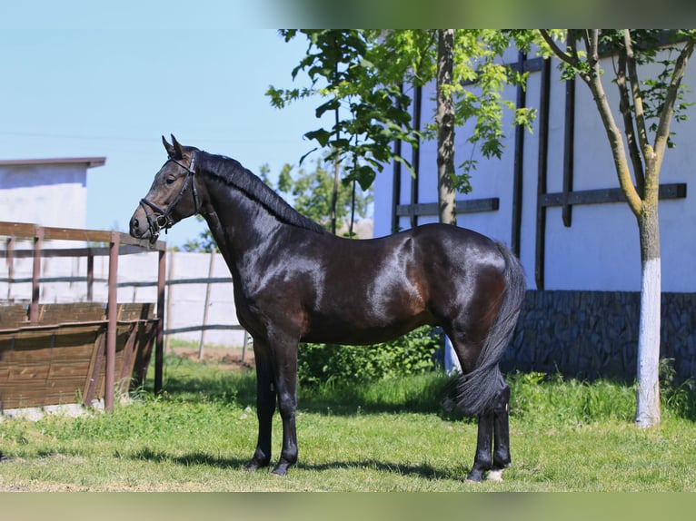 Caballo de salto Oldenburgo Semental 3 años 160 cm Castaño oscuro in Britovka