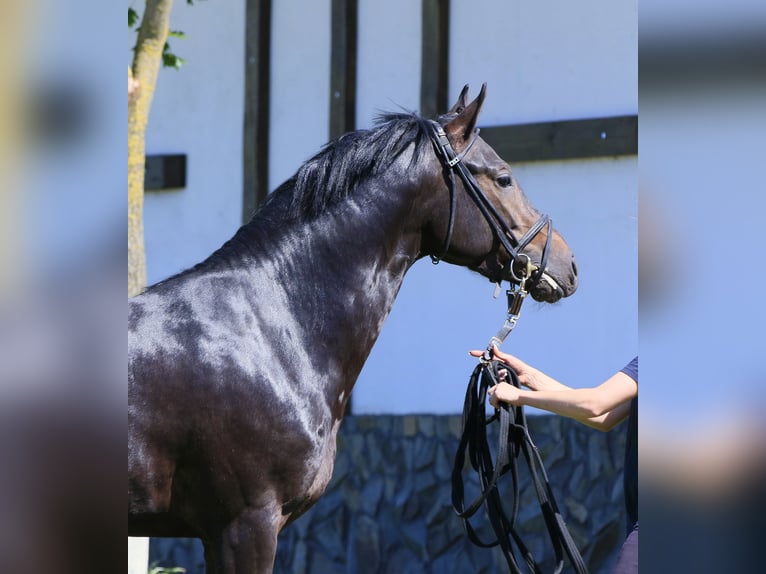 Caballo de salto Oldenburgo Semental 3 años 160 cm Castaño oscuro in Britovka