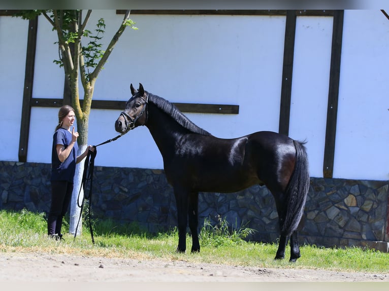 Caballo de salto Oldenburgo Semental 3 años 160 cm Castaño oscuro in Britovka