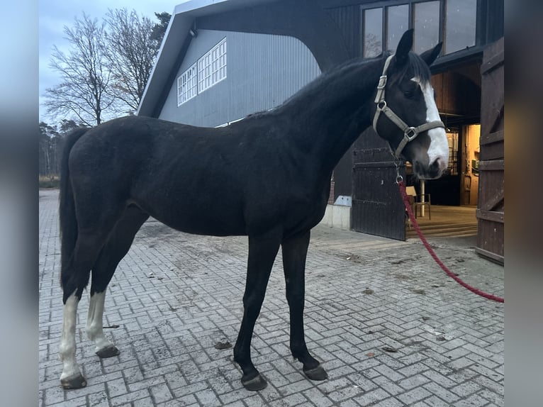 Caballo de salto Oldenburgo Semental 3 años 164 cm Morcillo in Bramsche