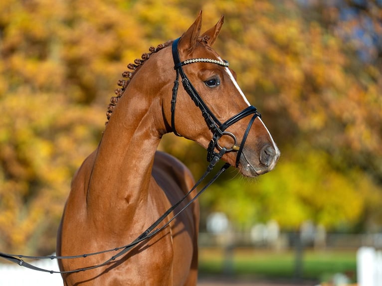 Caballo de salto Oldenburgo Semental 3 años 165 cm Alazán in Redefin