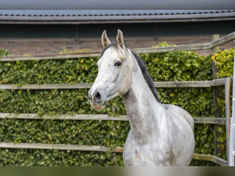 Caballo de salto Oldenburgo Semental 3 años 167 cm Tordo in Waddinxveen