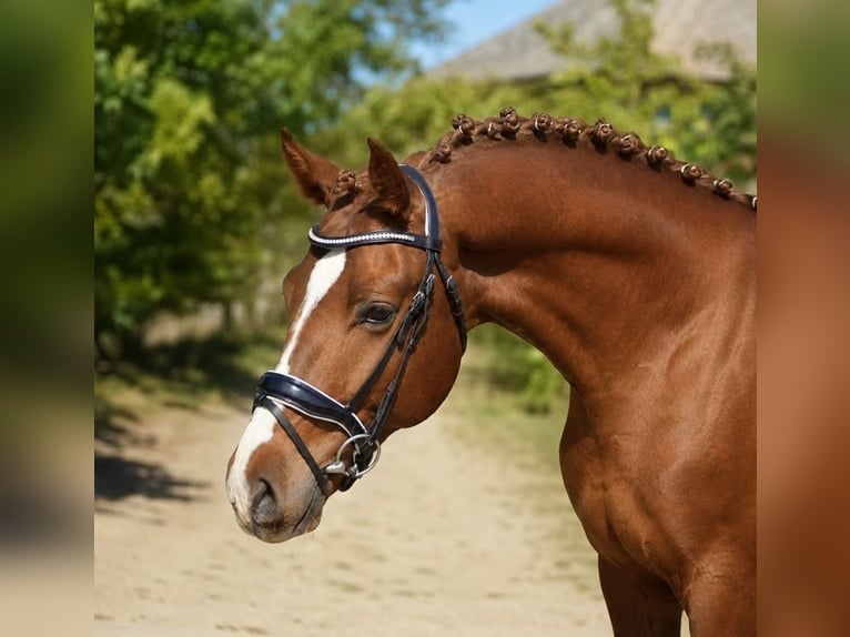 Caballo de salto Oldenburgo Semental 3 años 168 cm Alazán in Gyomaendrőd
