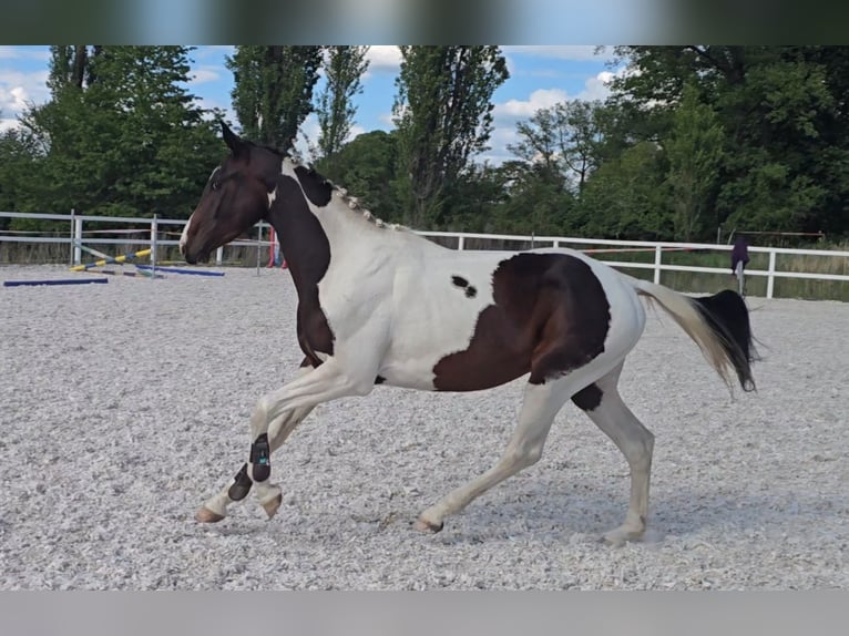 Caballo de salto Oldenburgo Semental 3 años 168 cm Pío in Beroun