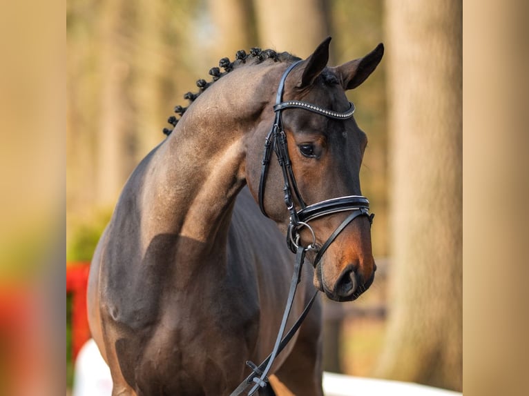 Caballo de salto Oldenburgo Semental 3 años 169 cm Castaño oscuro in Münster-Handorf