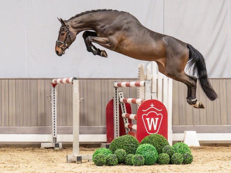 Caballo de salto Oldenburgo Semental 3 años 169 cm Castaño oscuro in Münster-Handorf