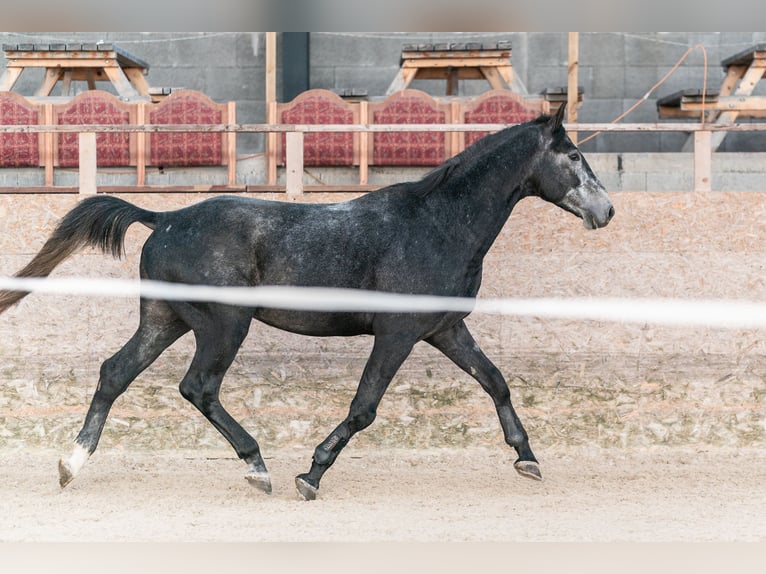 Caballo de salto Oldenburgo Semental 3 años 175 cm Tordo in Zduchovice