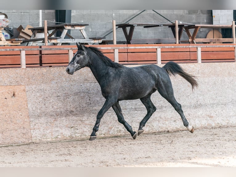 Caballo de salto Oldenburgo Semental 3 años 175 cm Tordo in Zduchovice