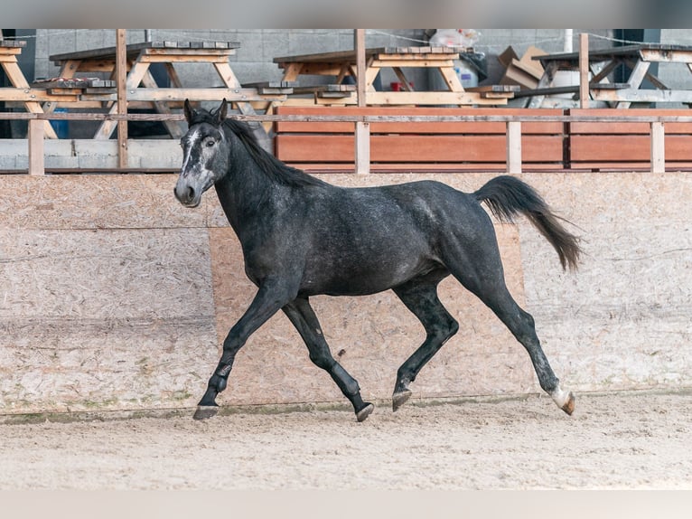 Caballo de salto Oldenburgo Semental 3 años 175 cm Tordo in Zduchovice