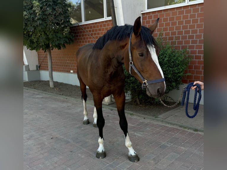 Caballo de salto Oldenburgo Semental 3 años Castaño in Zülpich