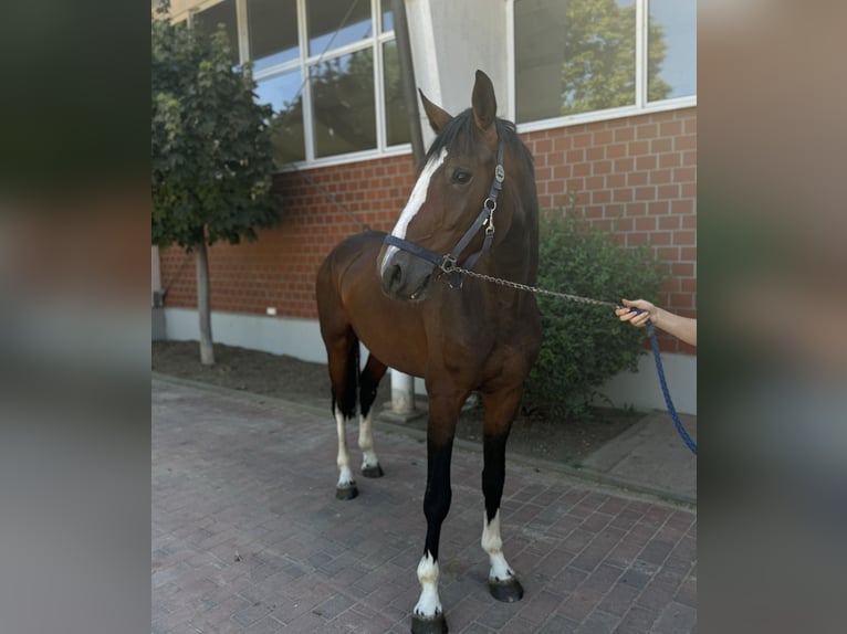 Caballo de salto Oldenburgo Semental 3 años Castaño in Zülpich