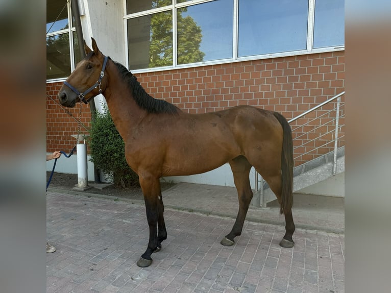 Caballo de salto Oldenburgo Semental 3 años Castaño in Zülpich