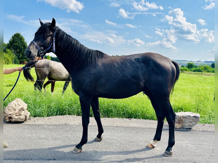 Caballo de salto Oldenburgo Semental 3 años Tordillo negro in Zülpich