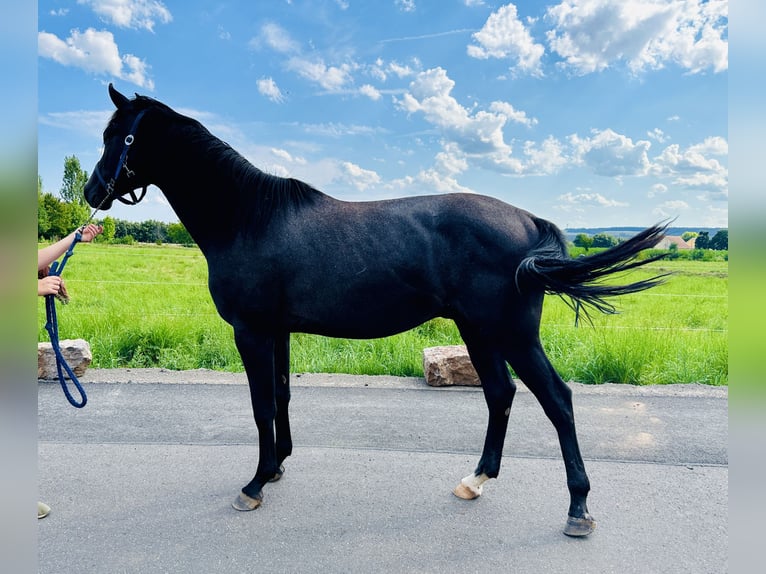 Caballo de salto Oldenburgo Semental 3 años Tordillo negro in Zülpich