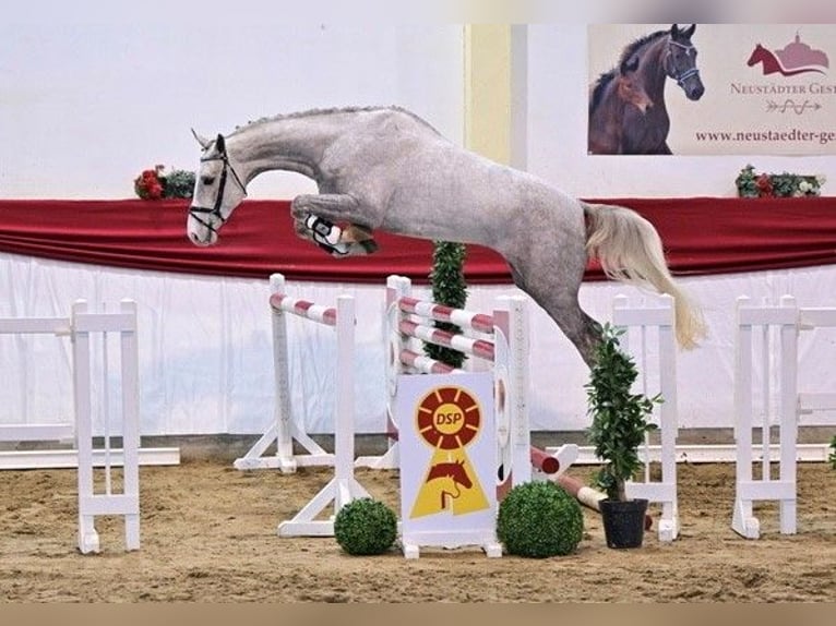 Caballo de salto Oldenburgo Semental 3 años Tordo in Sieversdorf-Hohenofen