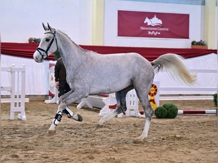 Caballo de salto Oldenburgo Semental 3 años Tordo in Sieversdorf-Hohenofen