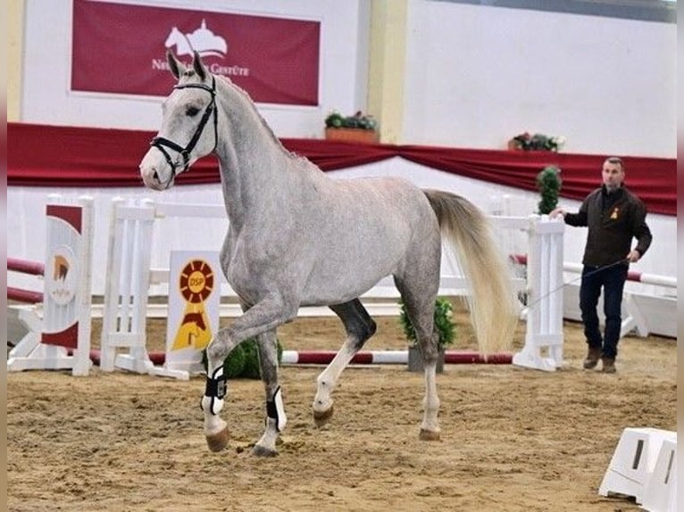 Caballo de salto Oldenburgo Semental 3 años Tordo in Sieversdorf-Hohenofen