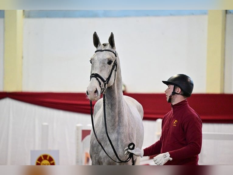 Caballo de salto Oldenburgo Semental 3 años Tordo in Sieversdorf-Hohenofen