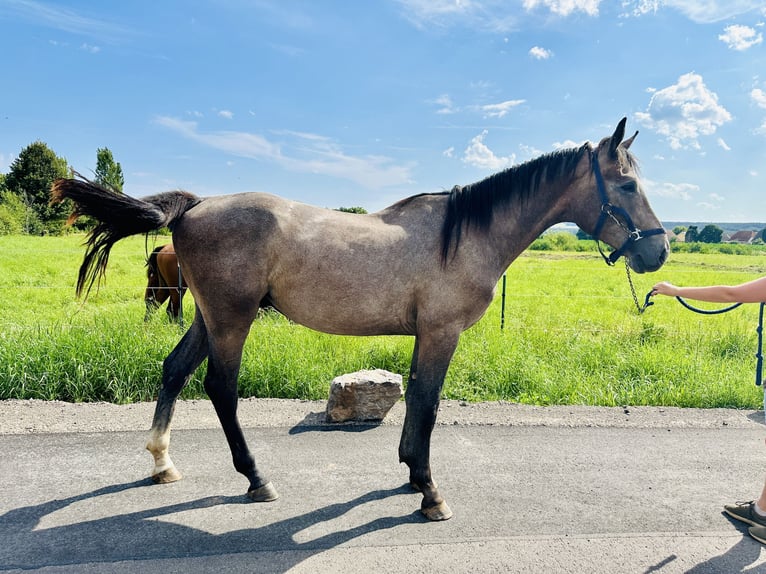 Caballo de salto Oldenburgo Semental 3 años Tordo in Zülpich