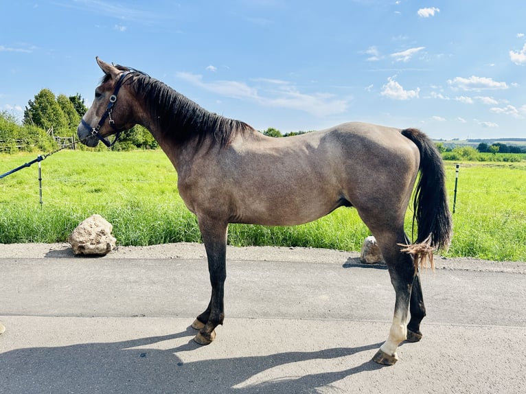 Caballo de salto Oldenburgo Semental 3 años Tordo in Zülpich