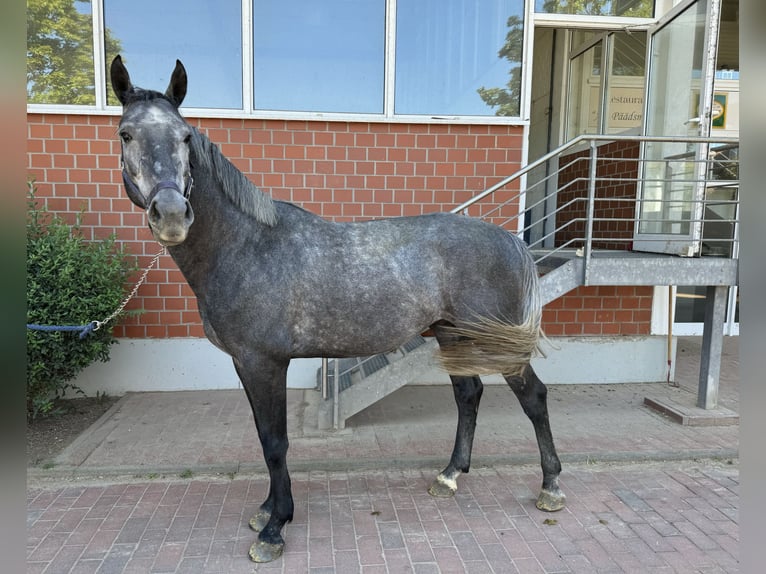 Caballo de salto Oldenburgo Semental 3 años Tordo in Zülpich