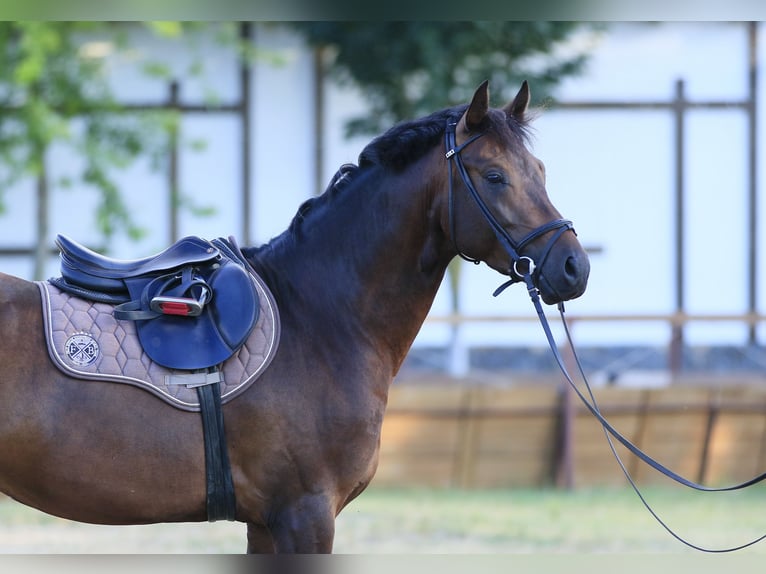 Caballo de salto Oldenburgo Semental 4 años 160 cm Castaño oscuro in Britovka