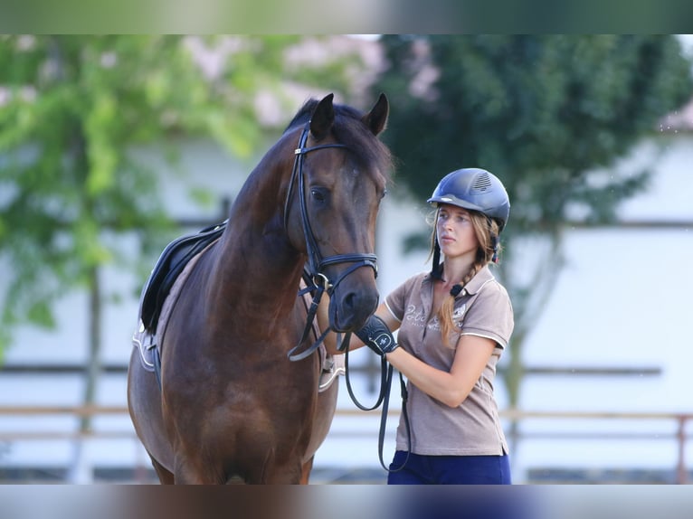 Caballo de salto Oldenburgo Semental 4 años 160 cm Castaño oscuro in Britovka