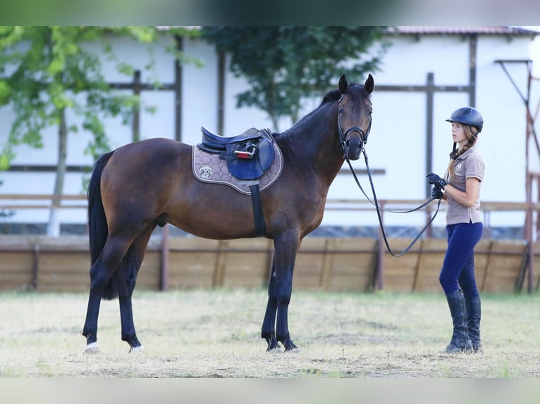 Caballo de salto Oldenburgo Semental 4 años 160 cm Castaño oscuro in Britovka