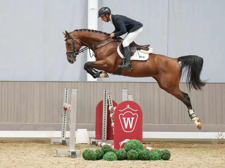 Caballo de salto Oldenburgo Semental 4 años 165 cm Castaño in Mnster-Handorf