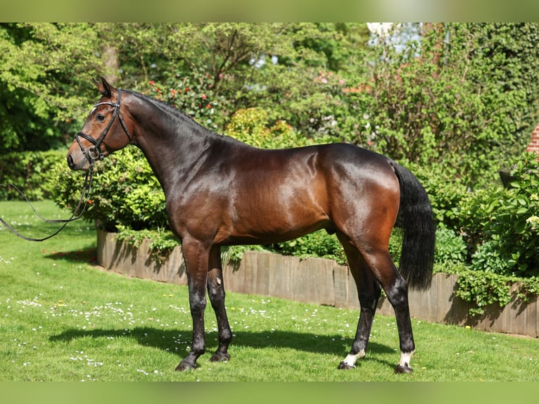 Caballo de salto Oldenburgo Semental 4 años 168 cm Castaño oscuro in Lastrup