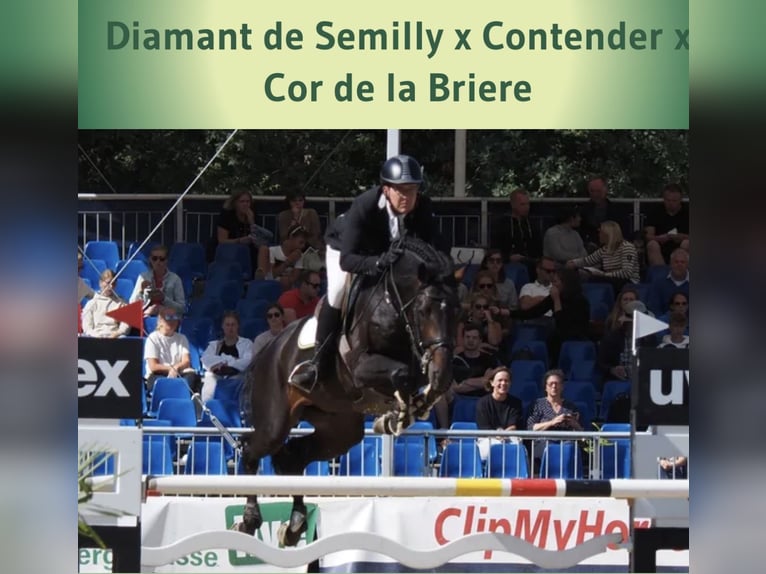 Caballo de salto Oldenburgo Semental 4 años 168 cm Negro in Zieuwent