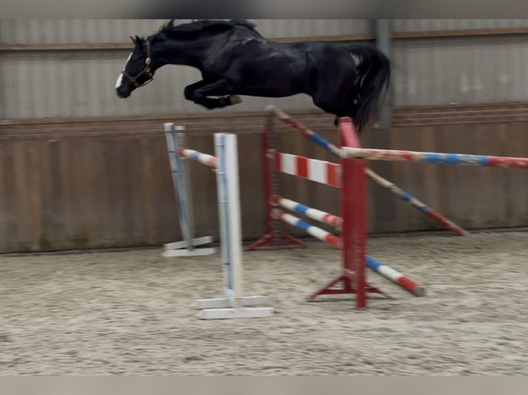 Caballo de salto Oldenburgo Semental 4 años 168 cm Negro in Zieuwent