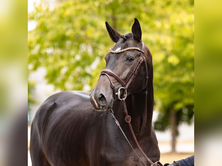 Caballo de salto Oldenburgo Semental 4 años 169 cm Castaño oscuro in Verden