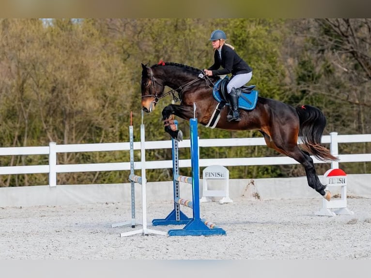 Caballo de salto Oldenburgo Semental 4 años 170 cm Castaño oscuro in Żywiec