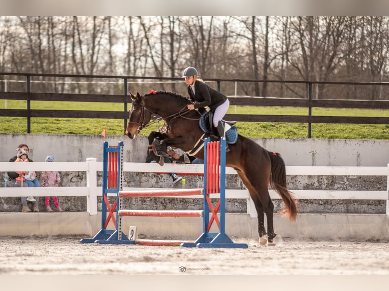 Caballo de salto Oldenburgo Semental 4 años 170 cm Castaño oscuro in Żywiec