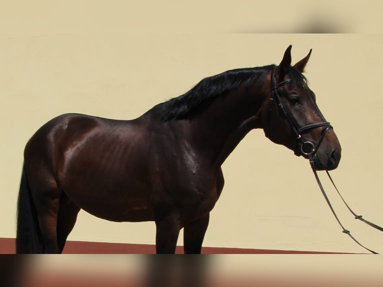 Caballo de salto Oldenburgo Semental 4 años 173 cm Castaño oscuro in Nagytarcsa