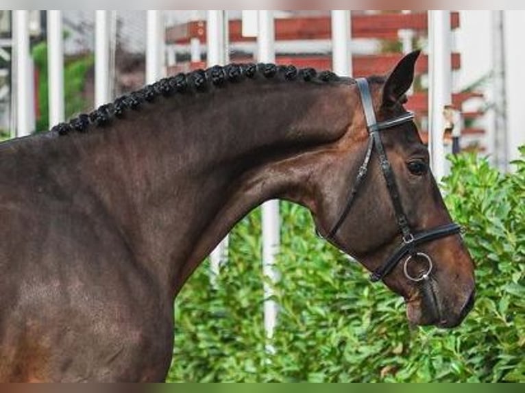 Caballo de salto Oldenburgo Semental 4 años 173 cm Castaño oscuro in Nagytarcsa