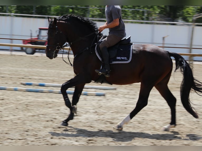 Caballo de salto Oldenburgo Semental 4 años 173 cm Castaño oscuro in Nagytarcsa