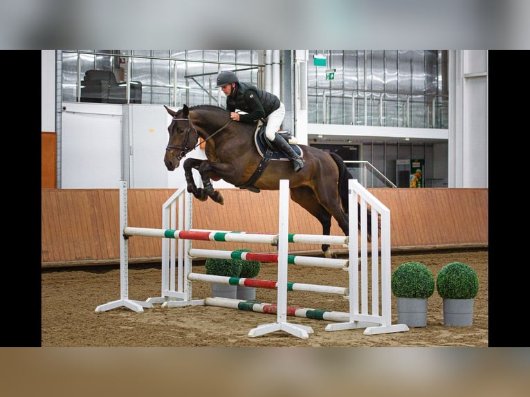 Caballo de salto Oldenburgo Semental 4 años 173 cm Castaño oscuro in wardenburg