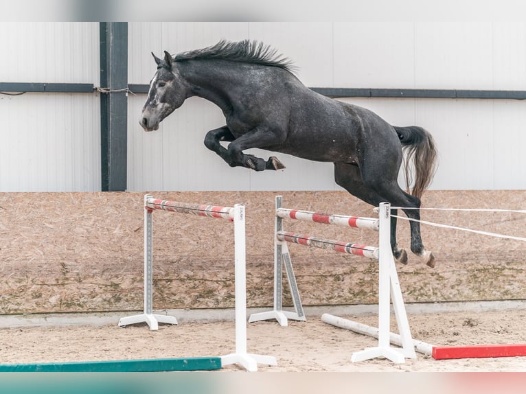 Caballo de salto Oldenburgo Semental 4 años 175 cm Tordo in Zduchovice