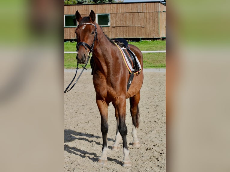 Caballo de salto Oldenburgo Semental 5 años 163 cm Castaño in Kodersdorf
