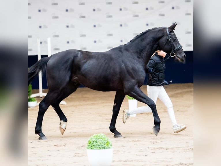 Caballo de salto Oldenburgo Semental 5 años 165 cm Negro in Zator