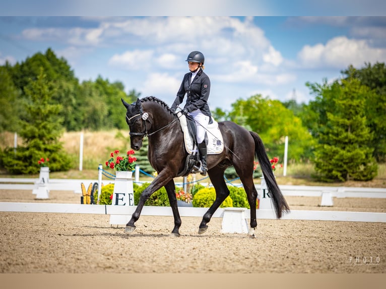 Caballo de salto Oldenburgo Semental 5 años 165 cm Negro in Zator