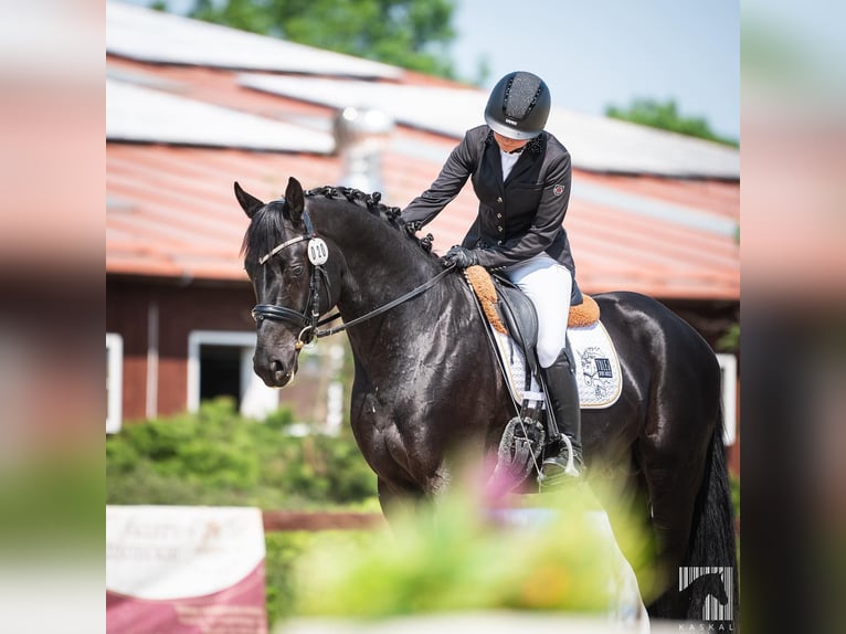 Caballo de salto Oldenburgo Semental 5 años 165 cm Negro in Zator