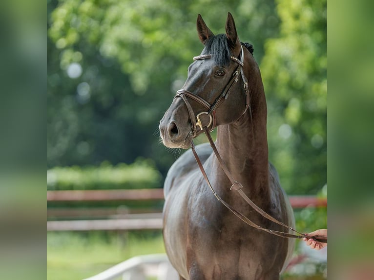 Caballo de salto Oldenburgo Semental 5 años 166 cm Morcillo in Münster