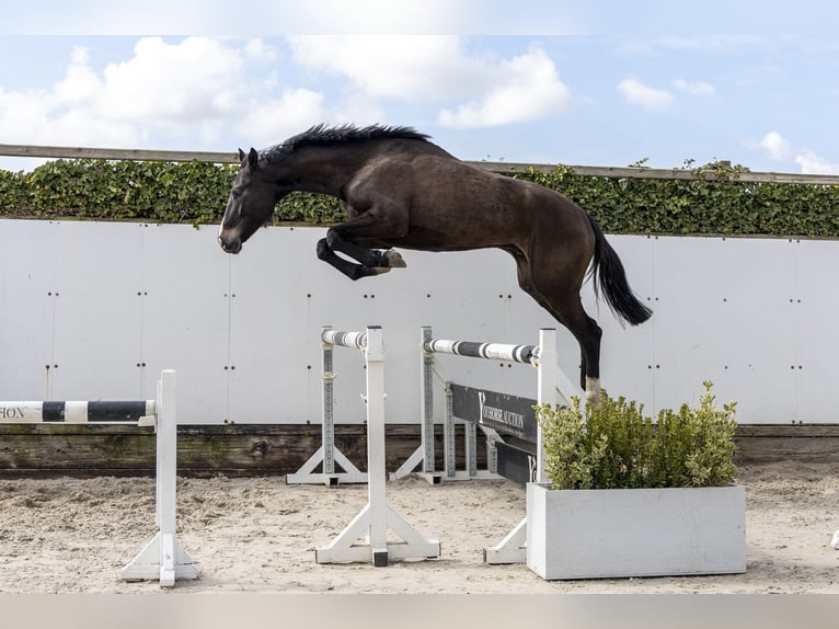 Caballo de salto Oldenburgo Semental 5 años 171 cm Castaño oscuro in Waddinxveen