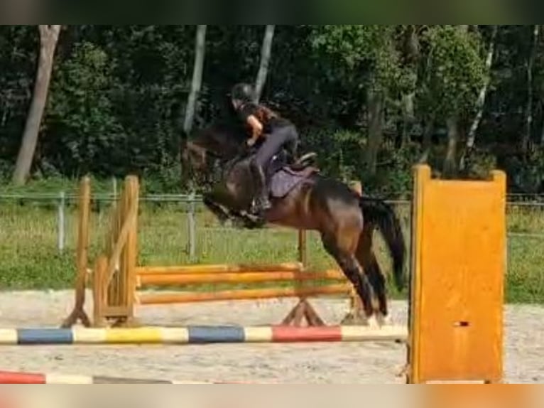 Caballo de salto Oldenburgo Semental 6 años 169 cm Castaño in Lübtheen