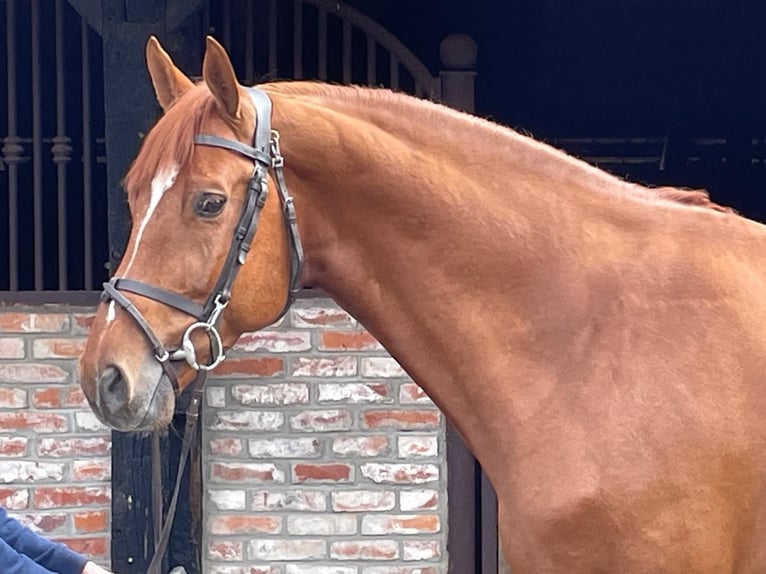 Caballo de salto Oldenburgo Semental 7 años 169 cm Alazán in Verden (Aller)