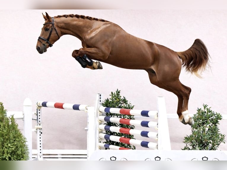 Caballo de salto Oldenburgo Semental Alazán in Moritzburg