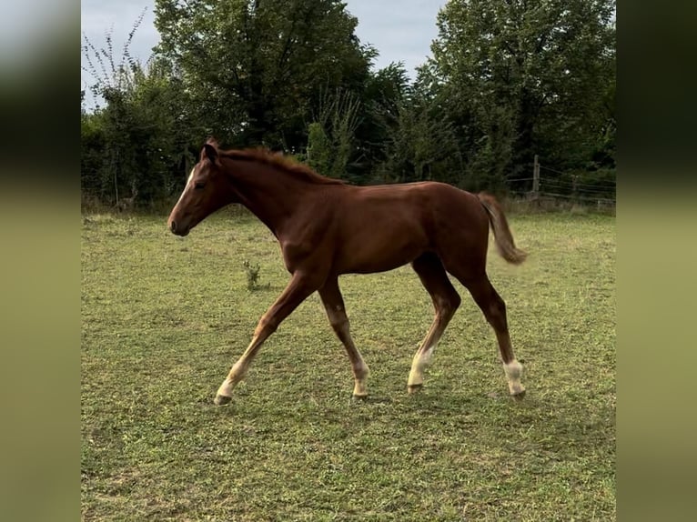 Caballo de salto Oldenburgo Semental Potro (05/2024) 168 cm Alazán in Wiesloch